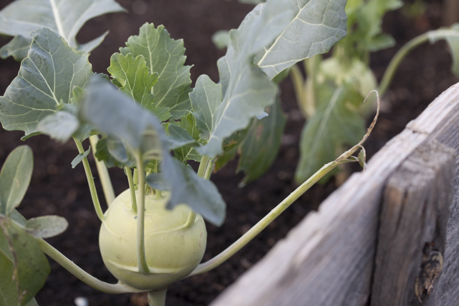 Kohlrabi Wir Sind hier!